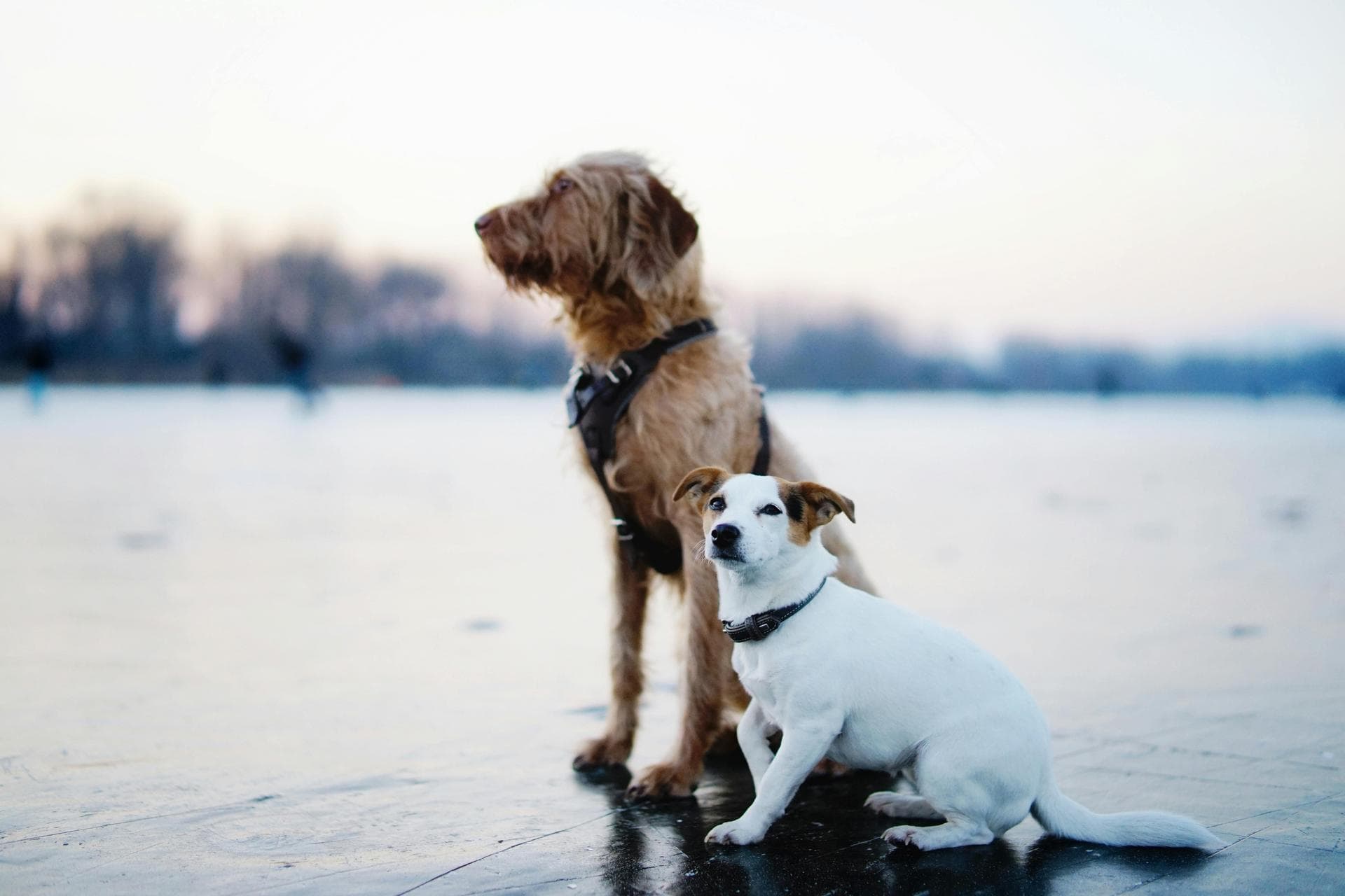 Best Vets in Soham