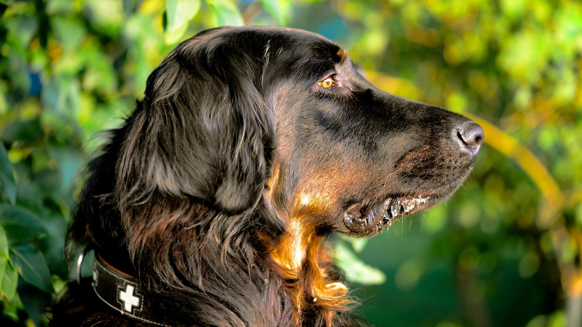 Dog Dental Prices in Cambridgeshire
