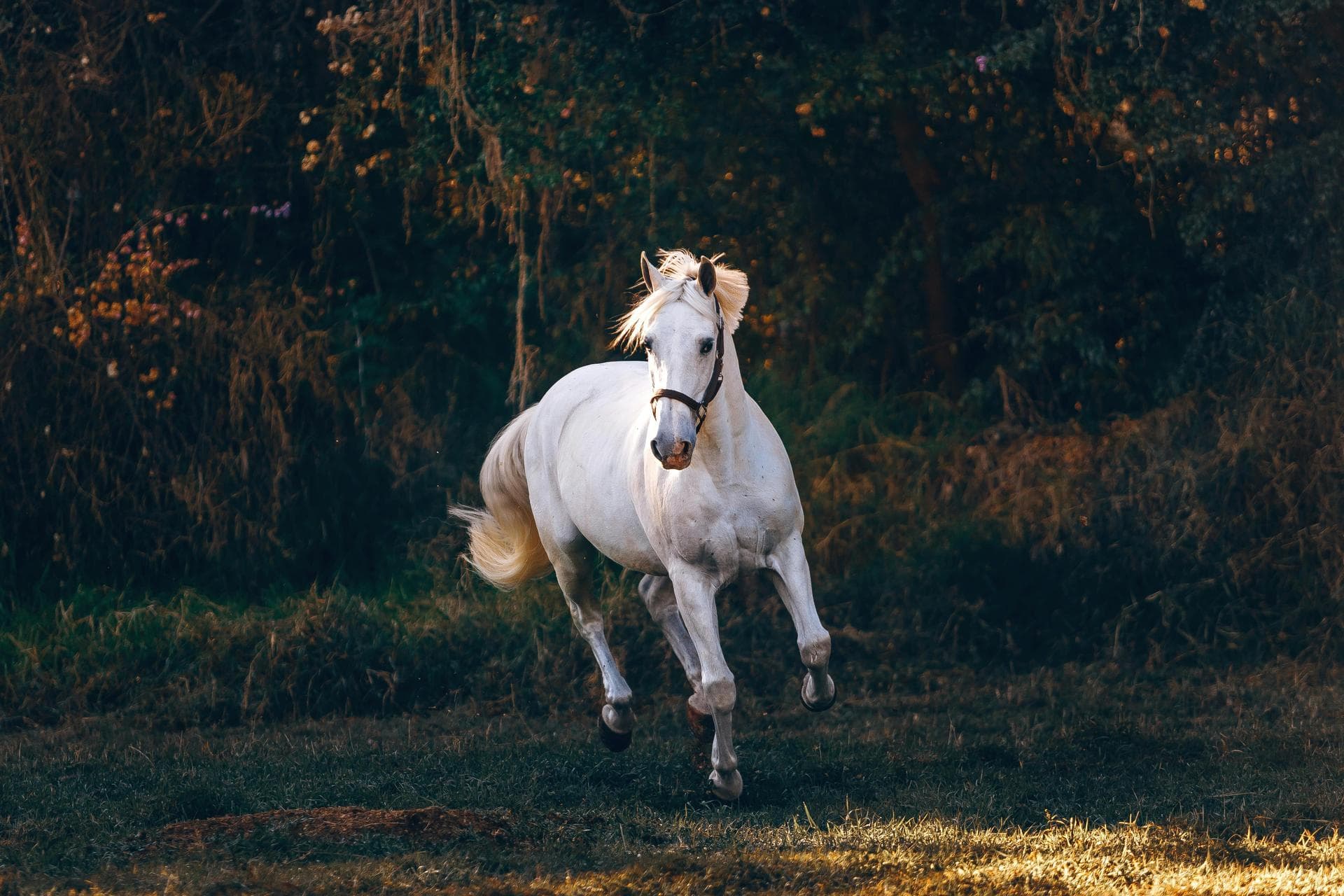 Best Vets in Huntingdonshire